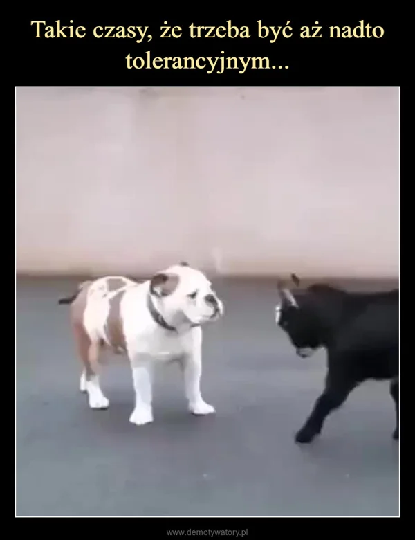 
    Takie czasy, że trzeba być aż nadto tolerancyjnym...