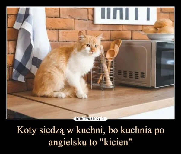 
    Koty siedzą w kuchni, bo kuchnia po angielsku to 