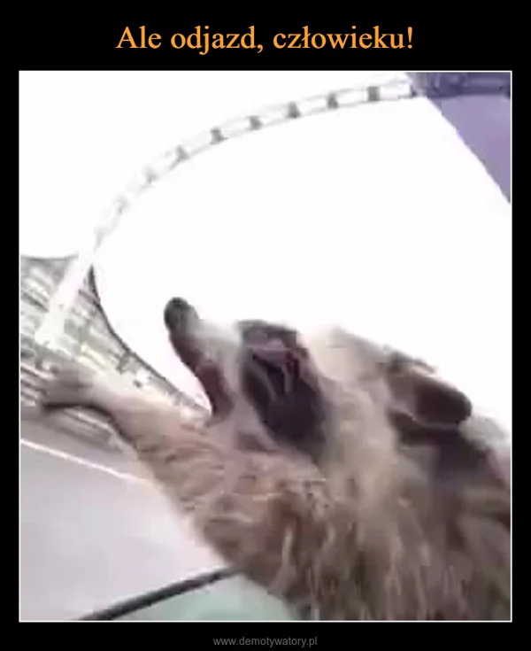 
    Ale odjazd, człowieku!