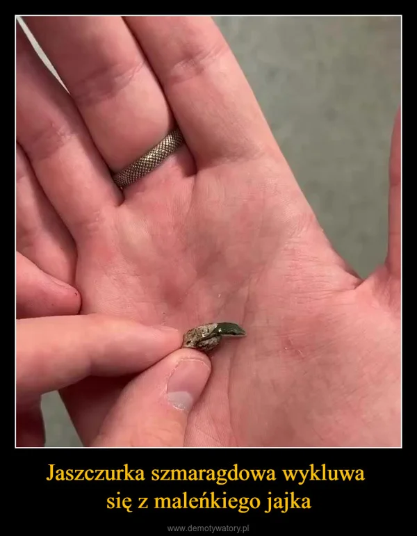 
    Jaszczurka szmaragdowa wykluwa się z maleńkiego jajka