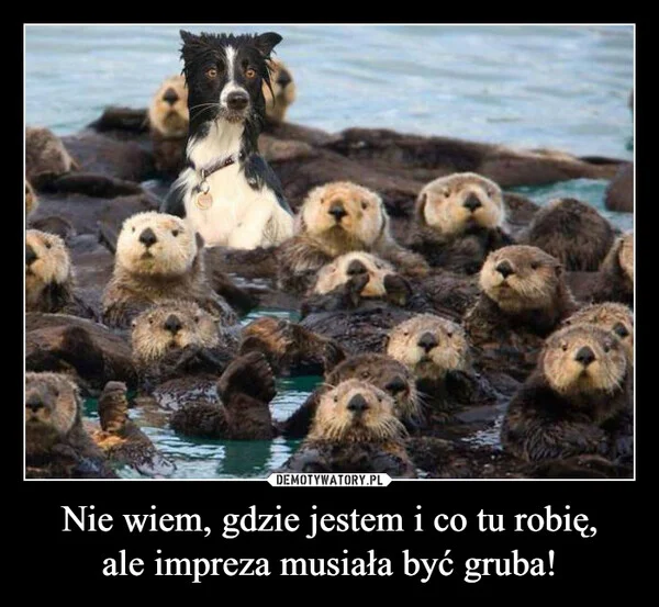 
    Nie wiem, gdzie jestem i co tu robię, ale impreza musiała być gruba!