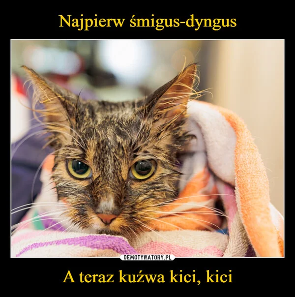 
    Najpierw śmigus-dyngus A teraz kuźwa kici, kici