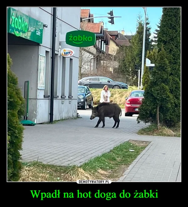 
    Wpadł na hot doga do żabki