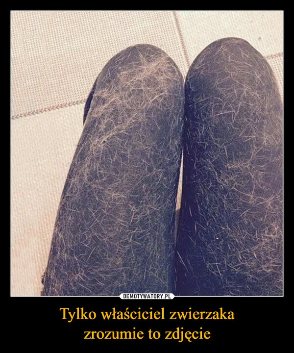 
    Tylko właściciel zwierzaka zrozumie to zdjęcie