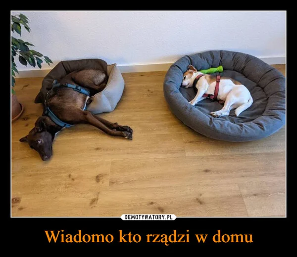 
    Wiadomo kto rządzi w domu
