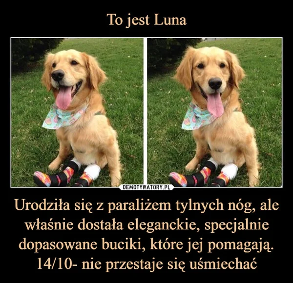 
    To jest Luna Urodziła się z paraliżem tylnych nóg, ale właśnie dostała eleganckie, specjalnie dopasowane buciki, które jej pomagają. 14/10- nie przestaje się uśmiechać