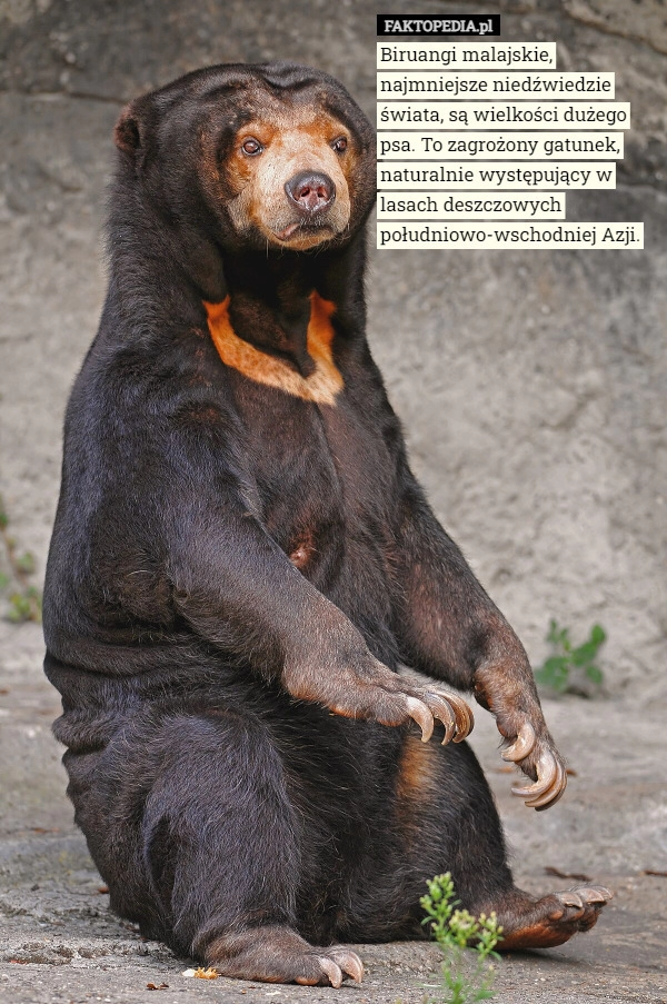 
    Biruangi malajskie, najmniejsze niedźwiedzie świata, są wielkości dużego