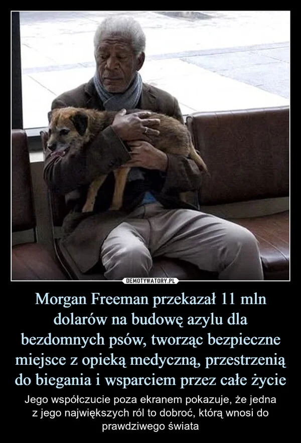 
    Morgan Freeman przekazał 11 mln dolarów na budowę azylu dla bezdomnych psów, tworząc bezpieczne miejsce z opieką medyczną, przestrzenią do biegania i wsparciem przez całe życie