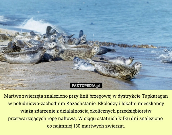 
    Martwe zwierzęta znaleziono przy linii brzegowej w dystrykcie Tupkaragan