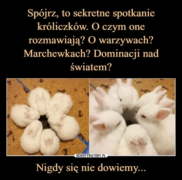 
    Spójrz, to sekretne spotkanie króliczków. O czym one rozmawiają? O warzywach? Marchewkach? Dominacji nad światem? Nigdy się nie dowiemy...