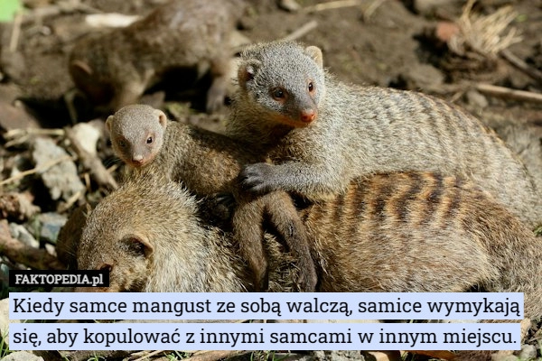 
    Kiedy samce mangust ze sobą walczą, samice wymykają się, aby kopulować z...