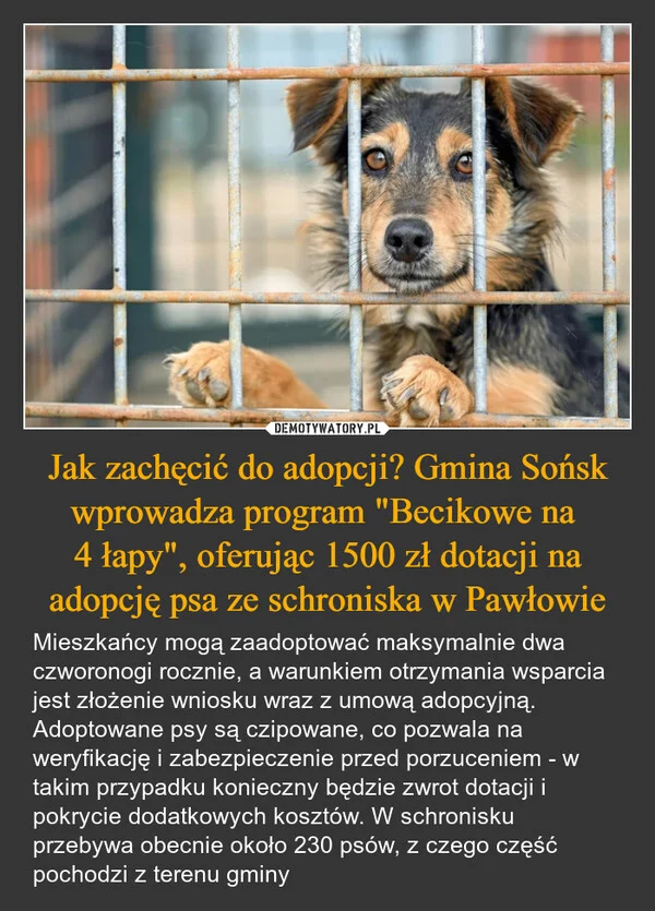 
    Jak zachęcić do adopcji? Gmina Sońsk wprowadza program 