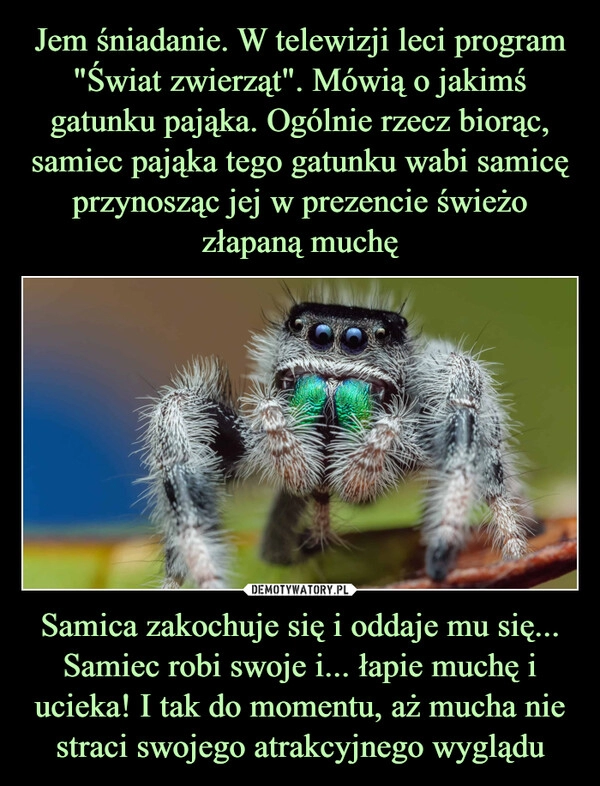 
    Jem śniadanie. W telewizji leci program "Świat zwierząt". Mówią o jakimś gatunku pająka. Ogólnie rzecz biorąc, samiec pająka tego gatunku wabi samicę przynosząc jej w prezencie świeżo złapaną muchę Samica zakochuje się i oddaje mu się... Samiec robi swoje i... łapie muchę i ucieka! I tak do momentu, aż mucha nie straci swojego atrakcyjnego wyglądu