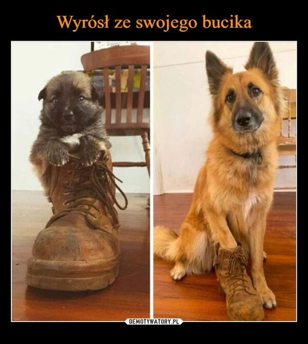 
    Wyrósł ze swojego bucika