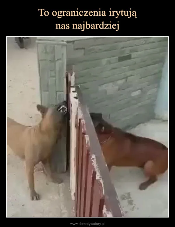 
    To ograniczenia irytują nas najbardziej