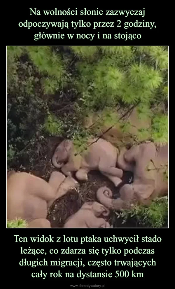 
    Na wolności słonie zazwyczaj odpoczywają tylko przez 2 godziny, głównie w nocy i na stojąco Ten widok z lotu ptaka uchwycił stado leżące, co zdarza się tylko podczas długich migracji, często trwających cały rok na dystansie 500 km