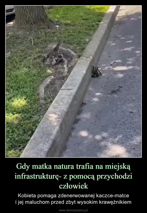 
    Gdy matka natura trafia na miejską infrastrukturę- z pomocą przychodzi człowiek
