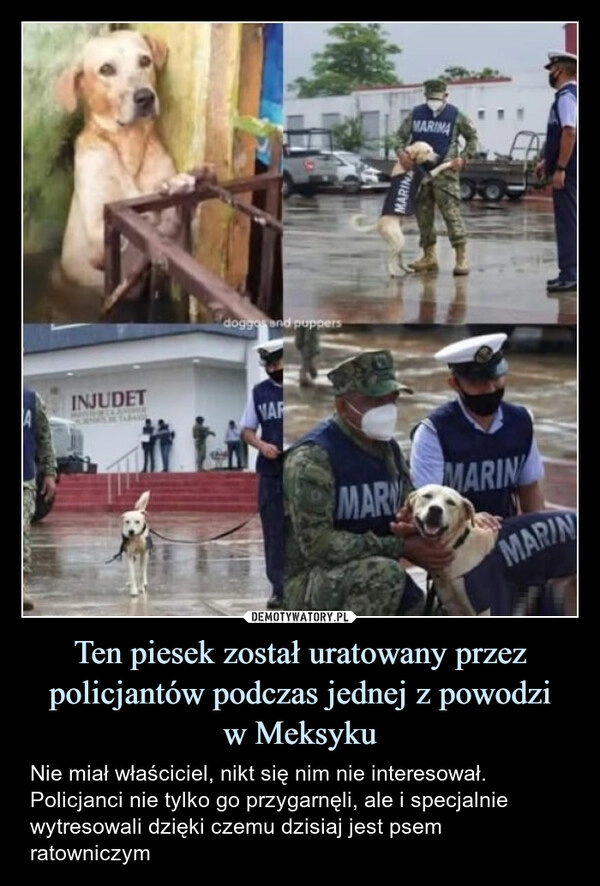 
    Ten piesek został uratowany przez policjantów podczas jednej z powodzi
w Meksyku