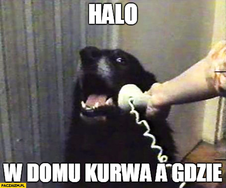 
    Halo? W domu kurna, a gdzie? Pies rozmawia przez telefon