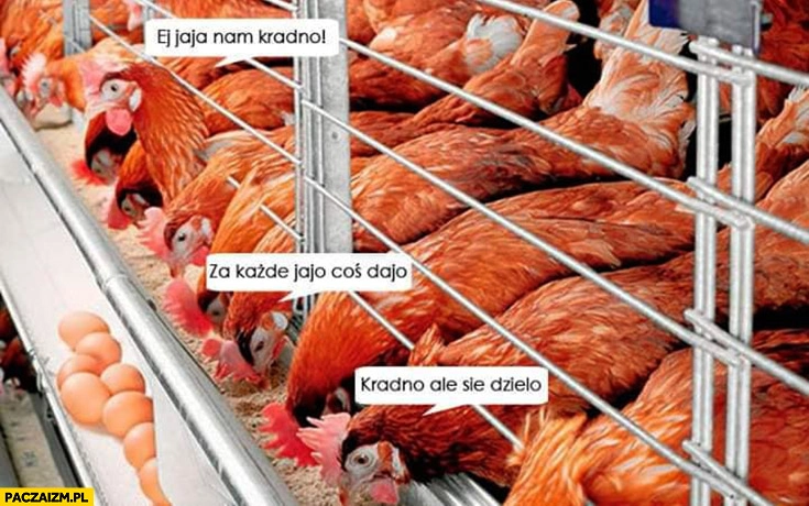 
    Kury: jaja nam kradną, za każde jajo coś dają, kradną ale się dzielą