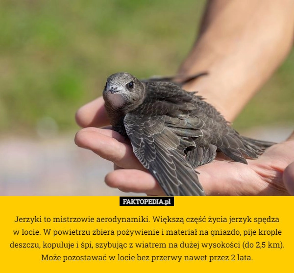 
    Jerzyki to mistrzowie aerodynamiki. Większą część życia jerzyk spędza
 w