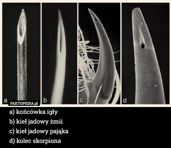 
    A) końcówka igły
b) kieł jadowy żmii
c) kieł jadowy pająka
d) kolec skorpiona