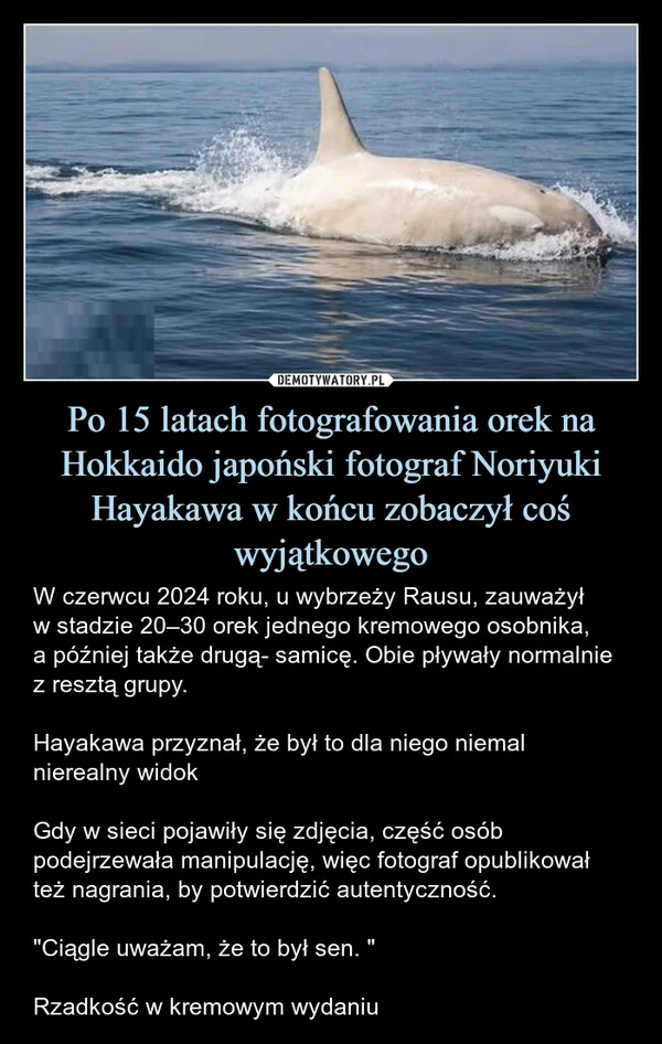 
    Po 15 latach fotografowania orek na Hokkaido japoński fotograf Noriyuki Hayakawa w końcu zobaczył coś wyjątkowego