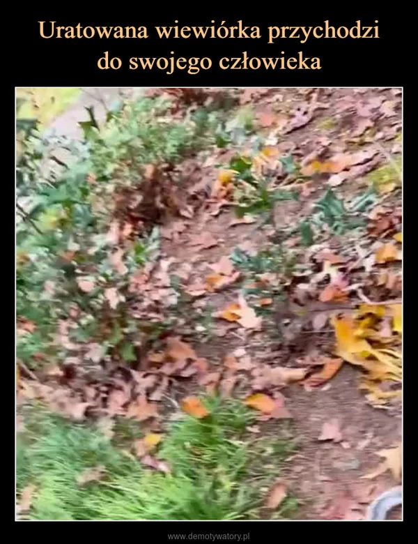 
    Uratowana wiewiórka przychodzi do swojego człowieka