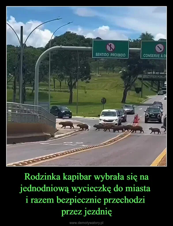 
    Rodzinka kapibar wybrała się na jednodniową wycieczkę do miasta i razem bezpiecznie przechodzi przez jezdnię