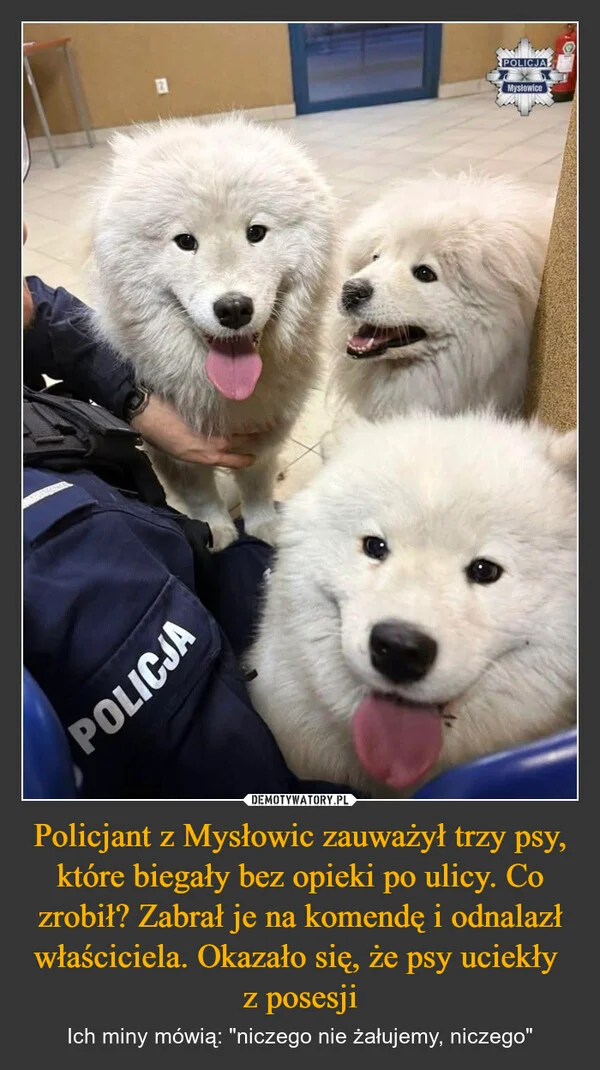 
    Policjant z Mysłowic zauważył trzy psy, które biegały bez opieki po ulicy. Co zrobił? Zabrał je na komendę i odnalazł właściciela. Okazało się, że psy uciekły z posesji