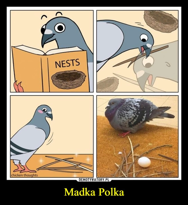 
    Madka Polka