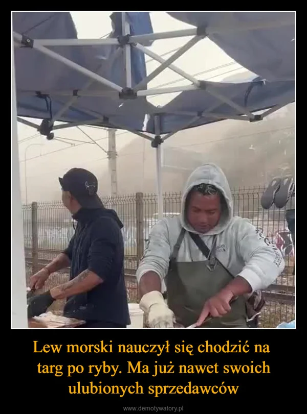 
    Lew morski nauczył się chodzić na targ po ryby. Ma już nawet swoich ulubionych sprzedawców