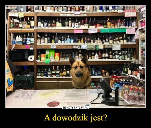 
    A dowodzik jest?