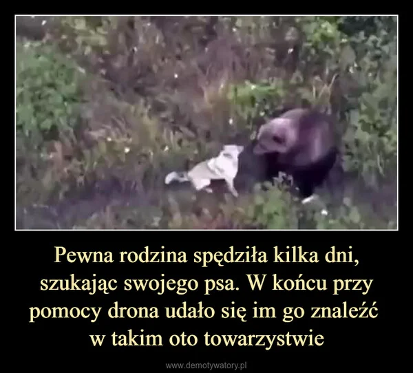 
    Pewna rodzina spędziła kilka dni, szukając swojego psa. W końcu przy pomocy drona udało się im go znaleźć w takim oto towarzystwie