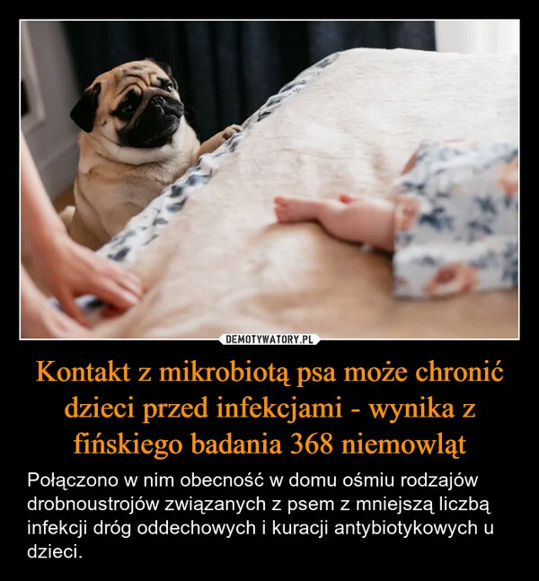 
    Kontakt z mikrobiotą psa może chronić dzieci przed infekcjami - wynika z fińskiego badania 368 niemowląt