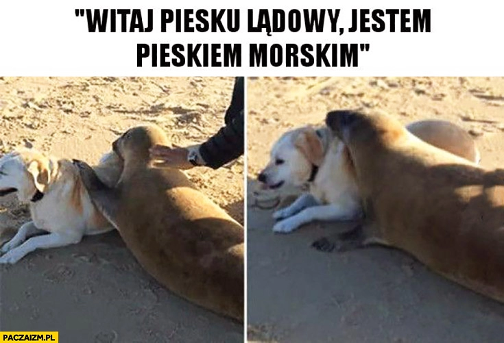 
    Witaj piesku lądowy, jestem pieskiem morskim foka