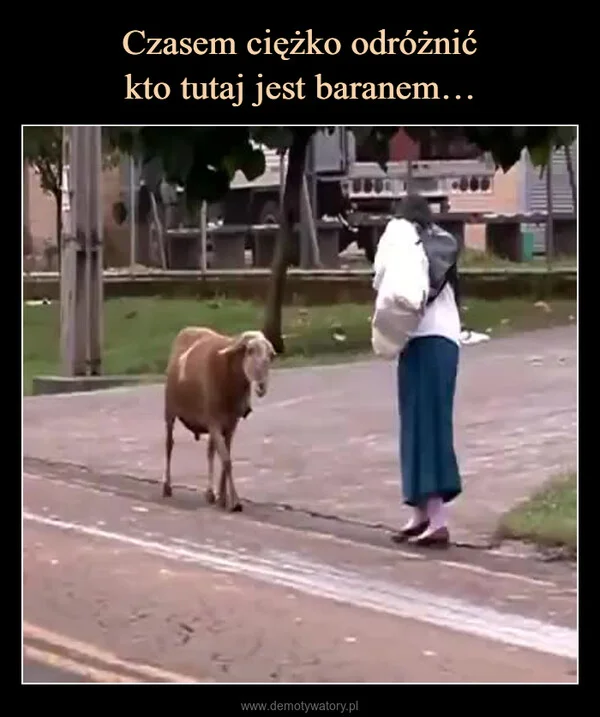 
    Czasem ciężko odróżnić kto tutaj jest baranem…