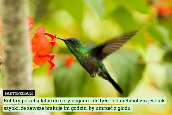 
    Kolibry potrafią latać do góry nogami i do tyłu. Ich metabolizm jest tak