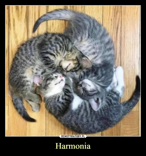 
    Harmonia