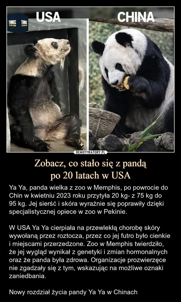 
    Zobacz, co stało się z pandą po 20 latach w USA