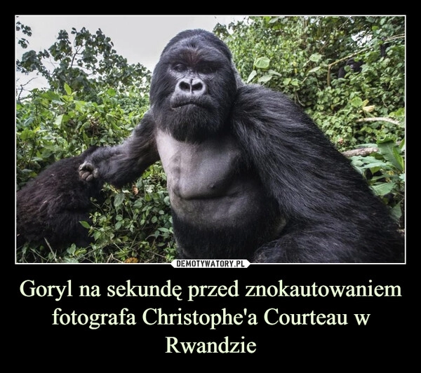 
    Goryl na sekundę przed znokautowaniem fotografa Christophe'a Courteau w Rwandzie