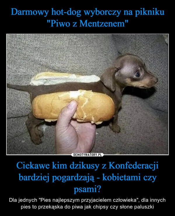 
    Darmowy hot-dog wyborczy na pikniku "Piwo z Mentzenem" Ciekawe kim dzikusy z Konfederacji bardziej pogardzają - kobietami czy psami?