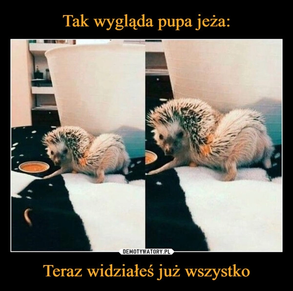 
    Tak wygląda pupa jeża: Teraz widziałeś już wszystko