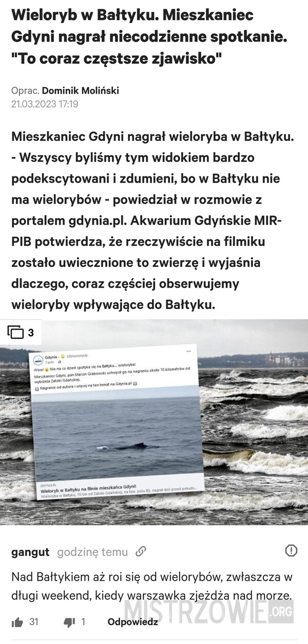 
    Wieloryb w Bałtyku