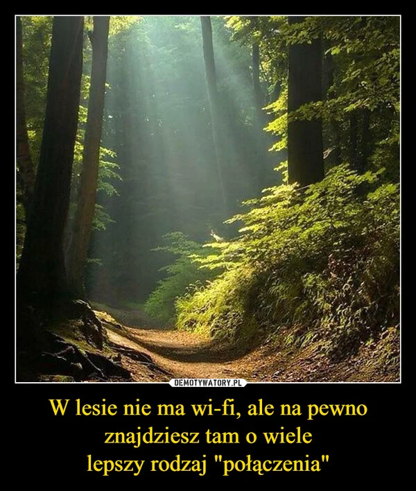 
    W lesie nie ma wi-fi, ale na pewno znajdziesz tam o wiele lepszy rodzaj 