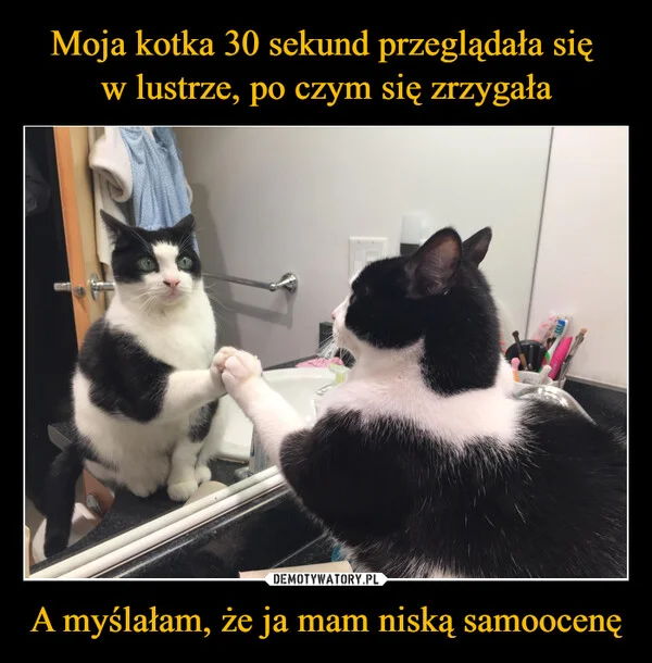 
    Moja kotka 30 sekund przeglądała się w lustrze, po czym się zrzygała A myślałam, że ja mam niską samoocenę