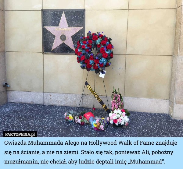 
    Gwiazda Muhammada Alego na Hollywood Walk of Fame znajduje się na ścianie,