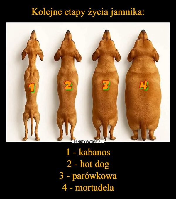 
    Kolejne etapy życia jamnika: 1 - kabanos 2 - hot dog 3 - parówkowa 4 - mortadela