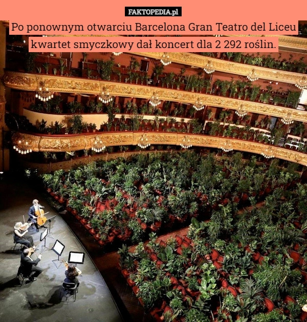 
    Po ponownym otwarciu Barcelona Gran Teatro del Liceu kwartet smyczkowy dał