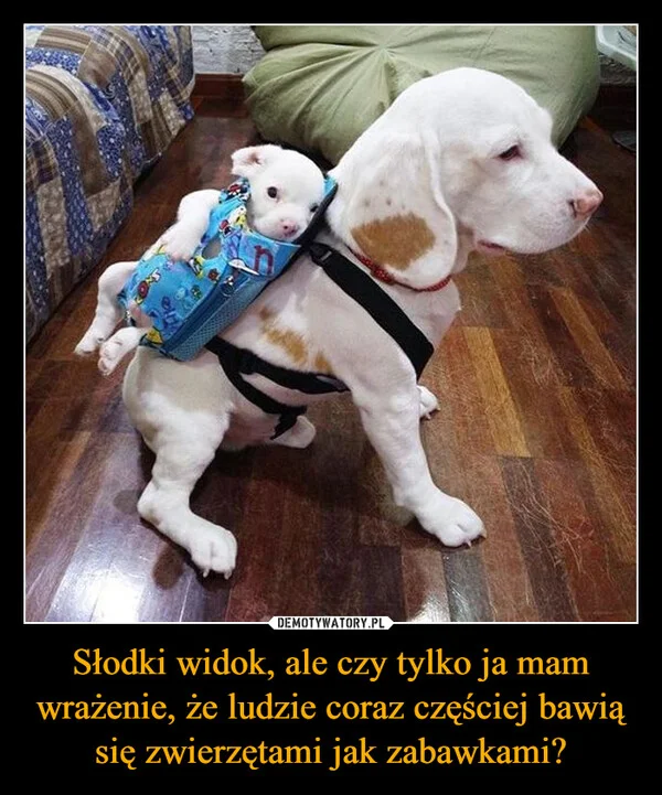 
    Słodki widok, ale czy tylko ja mam wrażenie, że ludzie coraz częściej bawią się zwierzętami jak zabawkami?